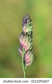 Close Up On Cocks Foot Grass Dactylis Glomerata 