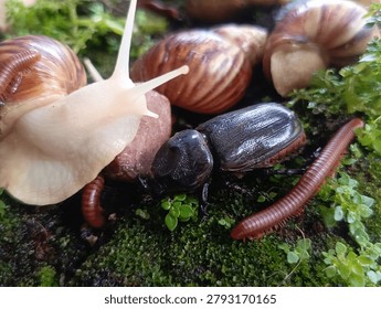 Close Up on Coexistence, The Unique Interactions of Millipedes, Snails, and Rhinoceros Beetles. 
Explore the fascinating world of forest floor microecosystems with a stunning close-up look at the unique coexistence and symbiotic interactions between millipedes, snails, and rhinoceros beetles living together.