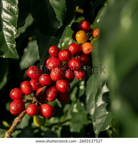 Close up on coffee tree with red ripe fresh fruits, fresh coffee seed, growing in organic green eco farm. Green leaf bush of fresh coffee beans, Minas Gerais, Brazil.