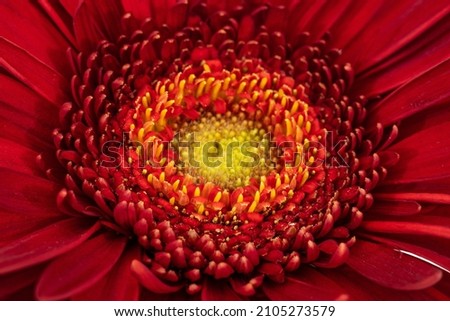 Similar – Gerbera