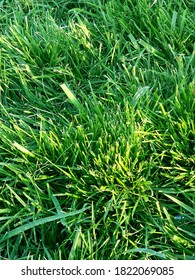 Close Up On Crab Grass In Turf 