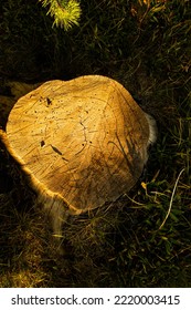 Close up on a cut tree stump, with harsh light and shadows. 