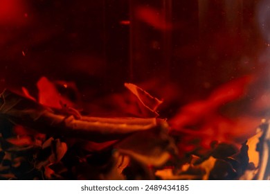 close up on dark blue background with side lighting stands a glass modern teapot with a press for brewing black tea floating tea leaves - Powered by Shutterstock