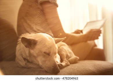 Close Up On A Dog Sleeping And Woman Holding Tablet And Reading  In The Background. Sunset Rays.