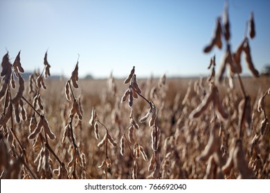 Close Up On Dried Soy Bean Plants Showing The Pods In A Farm Field Ready For Harvesting Under A Sunny Blue Sky