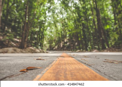 Close up on empty concrete road with orange line  and yellow leaves lying on it, forest, green trees in the background.  Road marking, carriageway marking. 