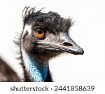 close up on a emu face and  head isolated in front of a white background looking away from camera