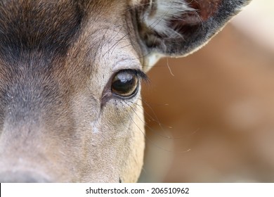 close up on eye of a fallow deer ( dama )