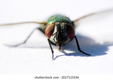 close up on the eyes of a fly