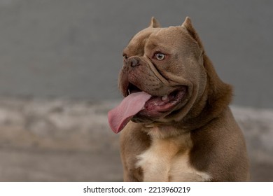 Close Up On The Face Of An American Bully Breed Dog Sitting Outside Panting