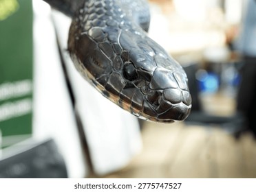 close up on face of eastern indigo snake