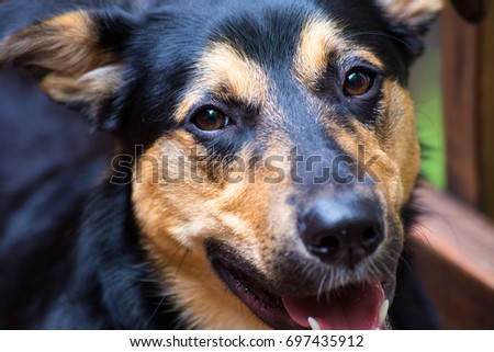 Similar – Look of a happy dog.