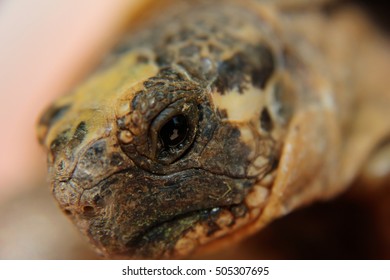close up on the Face of a turtle