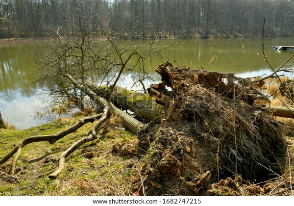 Close On Fallen Down Tree Roots Stock Photo 1682747215 | Shutterstock