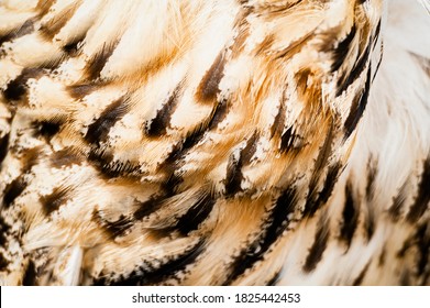 Close up on feathers of an eagle owl - natural feather texture background