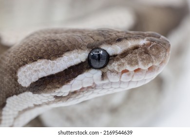 Close Up on Fire Mojave Axanthic VPI  Python Snake Head and Eye
