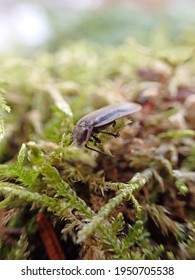 952 Firefly close up Images, Stock Photos & Vectors | Shutterstock