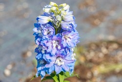Close Up On The Flower Of Delphinium X Cultorum “Magic Fountain Sky Blue White Bee”. All Members Of The Genus Delphinium Are Toxic To Humans And Livestock.