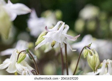 Close up on the flowers of Aquilegia vulgaris (European columbine, common columbine, granny's nightcap, granny's bonnet)