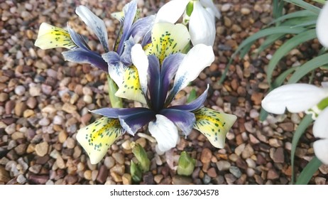 A close up on the flowers of the dwarf blue and yellow reticulata Iris variety 'Eye Catcher' in winter