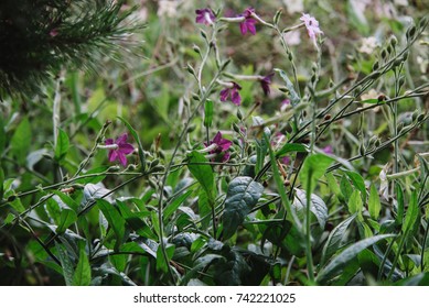 Close Up On Flowers Of Nicotiana Alata 