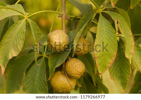 Close up on the foliage and fruits of the aesculus glabra also called ohio buckeye, american buckeye or fetid buckeye member of the family of 	Sapindaceae.