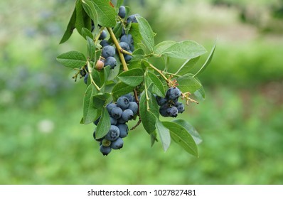 Close Up On Fresh Blueberry On The Tree