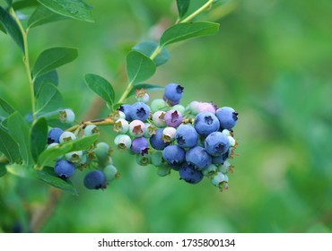 Close Up On Fresh Blueberry On The Tree