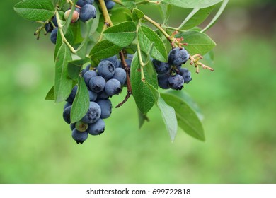  Close Up On Fresh Blueberry On The Tree