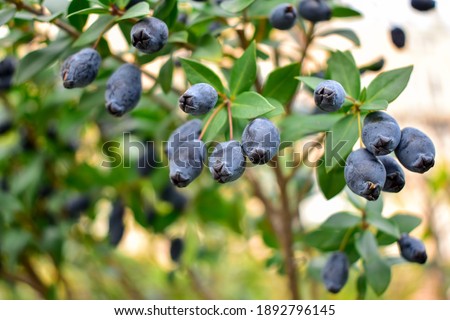close up on fresh blueberry on the tree. Blueberries farm in harvest season with bunch of ripe fruits on tree. Blueberry picking background. Soft and select focus
Defocused background