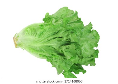 Lettuce in chinese