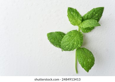 Close up on fresh green peppermint herb leaves with waterdrops isolated on white background with copy space. - Powered by Shutterstock