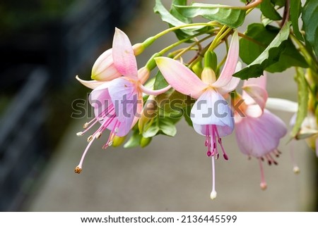 Close up on a Fuchsia flower. This plant's flowers are very decorative. They have four long, slender sepals and four shorter, broader petals.