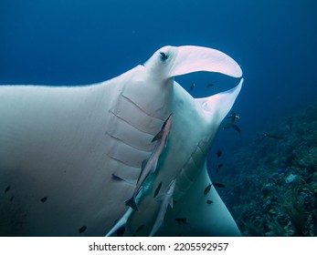 Close Up On A Giant Manta Ray 