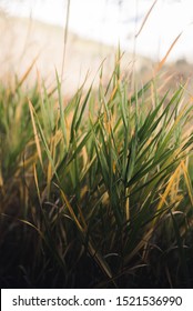 Close up on grass during fall. 