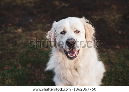 Close up on great pyrenees mountain dog, sitting in grass