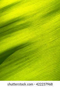 Close up on green leaf texture
