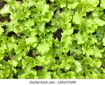 Close up on green leaves lettuce - Shutterstock ID 1281675298
