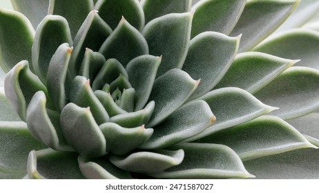 Close up on green succulent plant texture - Powered by Shutterstock