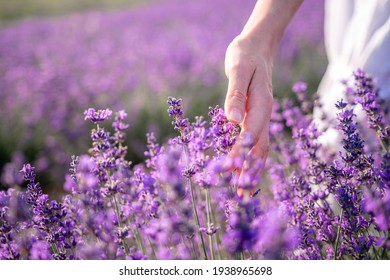 Close up on hand of happy young woman in white dress on blooming fragrant lavender fields with endless rows. Warm sunset light. Bushes of lavender purple aromatic flowers on lavender fields.