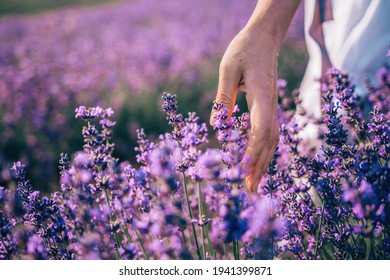 136,743 Purple scenery Images, Stock Photos & Vectors | Shutterstock