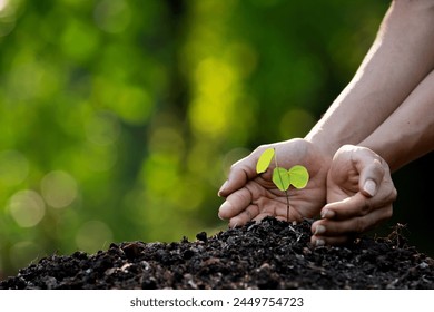 Close up on hands holding seedling for planting. Green world earth day Care of the Environment  Ecology concept - Powered by Shutterstock