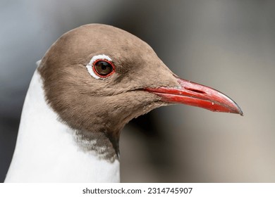 A close up on the head of the Black-headed gull bird, A detailed shot of the face of the Black-headed gull, a close-up on the avian creature's head, brown and white feathers and red beak with red eyes