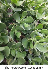 Close up on Jade plant leaves (Crassula Ovata)