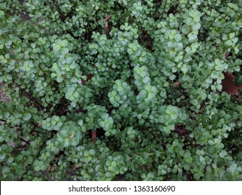 Close up on Jade plant leaves (Crassula Ovata)