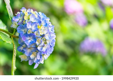 Ajisai Flower Images Stock Photos Vectors Shutterstock