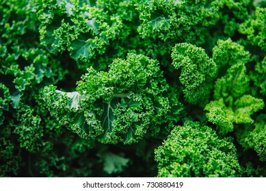 Close up on kale, green background or texture