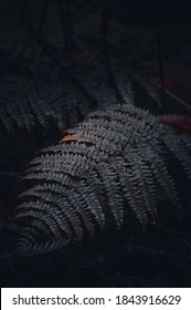 Close up on a leafs in a dark forest