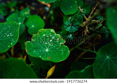 Similar – Image, Stock Photo Lights in the forest