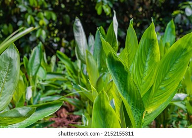 Close Up On Leaves Of Ginger Plant Growing On A Farm In Zanzibar, Tanzania